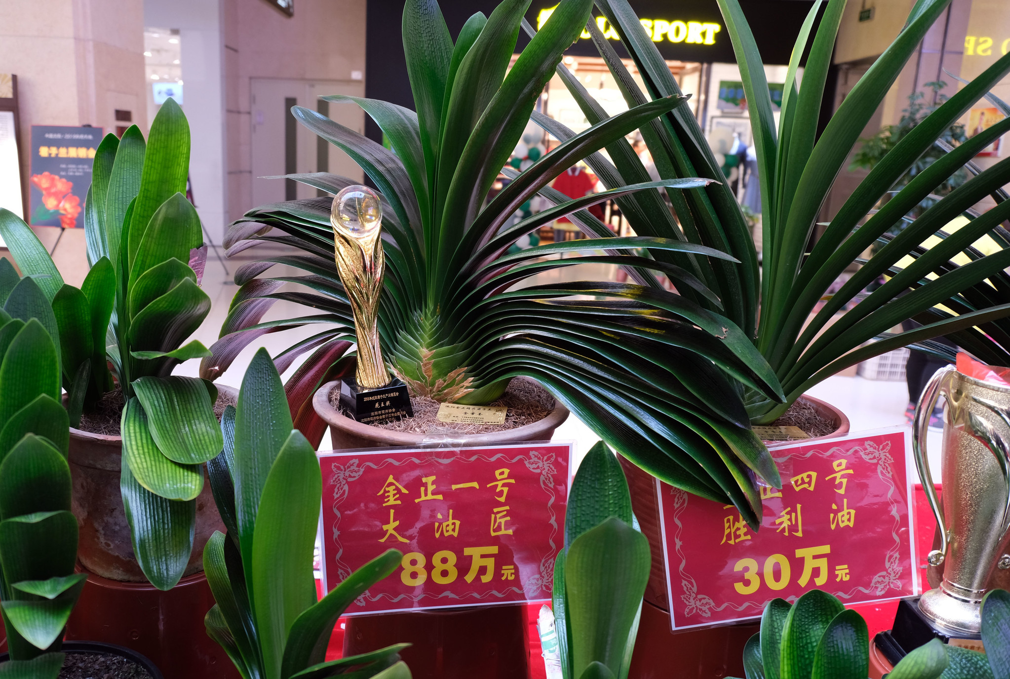 沈陽(yáng)最新君子蘭珍品，探尋珍稀品種的魅力與價(jià)值