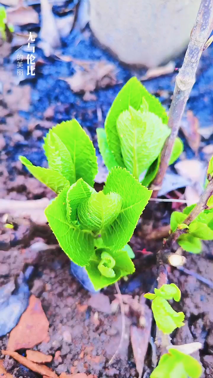 關(guān)于小草的奇妙世界，探索最新地址的無限可能