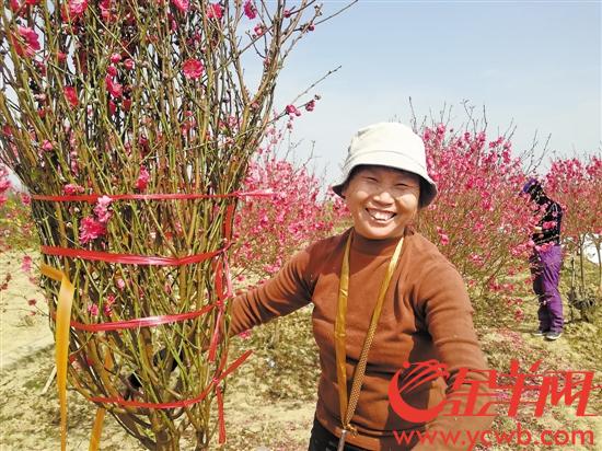 桃花族最新潮流，探索時代前沿的浪漫風(fēng)情